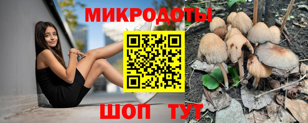 Псилоцибиновые грибы Psilocybe Тимашёвск